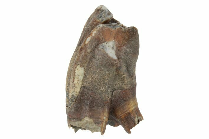 Fossil Woolly Rhino (Coelodonta) Tooth - Siberia #231046